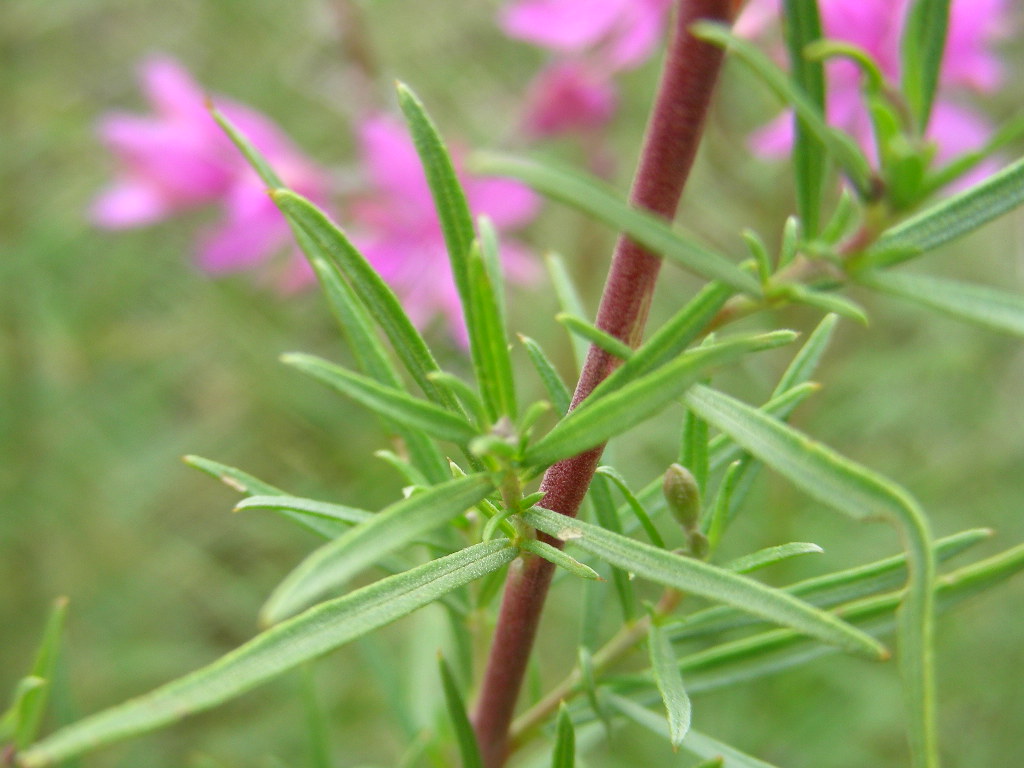 Chamaenerion dodonaei (ex Epilobium dodonaei)/ Garofanino di Dodonaeus